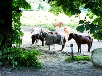 Enghavevej 8, 2930 Klampenborg