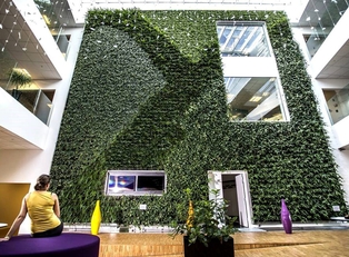 Living green walls turn your office spaces and company brand even greener