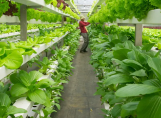 Transforming vacant commercial properties into urban green spaces