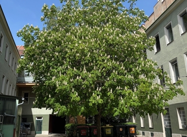Büro  zur Miete in Wien, Schönbrunner Straße 13, 177 m²