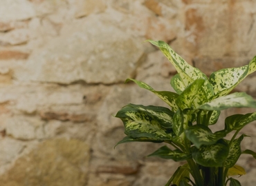 Observe oficinas de coworking en Eixample 30 m², Carrer del Consell de Cent 153 bajos local - 19 | MatchOffice