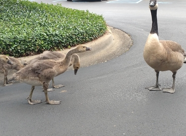 Virtual office space in Birmingham, AL, One Chase Corporate Center (35244) - 2 | MatchOffice