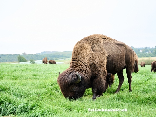 Tokkerodvej 24, 5462 Morud