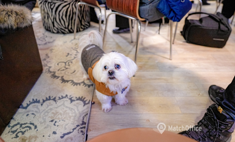 1858 m² Co-working  in Toronto Etobicoke, ON, Thirtieth Street 146 (M8W 3C4) - 4 | MatchOffice