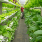 Transforming vacant commercial properties into urban green spaces