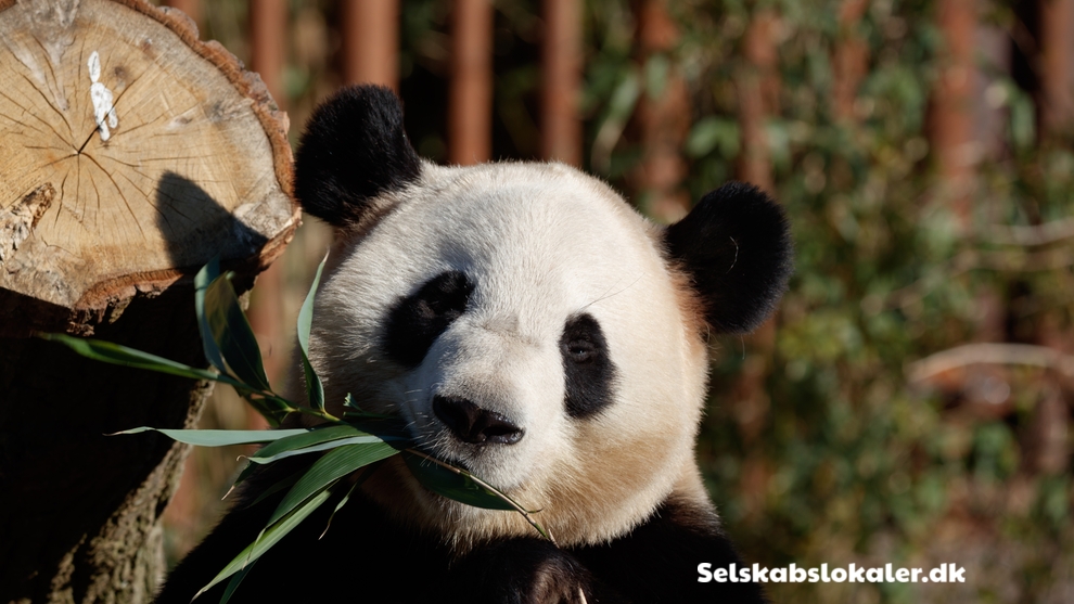 Roskildevej 32, 2000 Frederiksberg