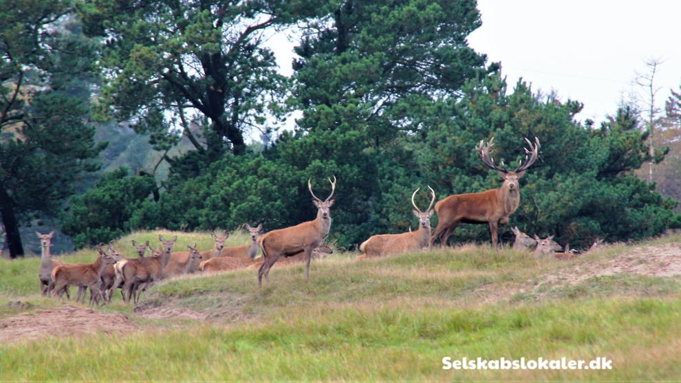 Thistedvej 536, 9690 Fjerritslev