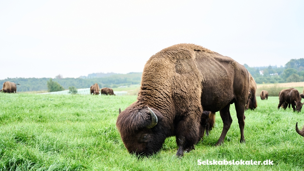 Tokkerodvej 24, 5462 Morud