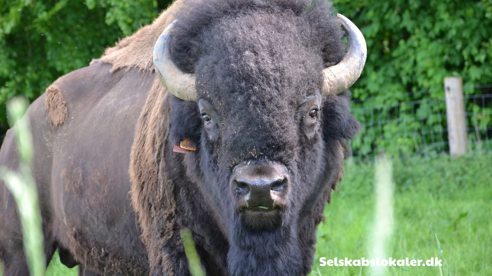 Tokkerodvej 24, 5462 Morud